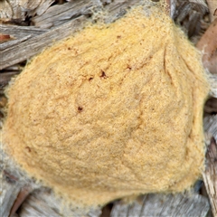 Fuligo septica (Scrambled egg slime) at Holder, ACT - 1 Nov 2025 by Hejor1