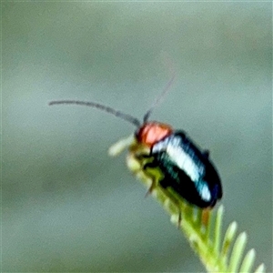 Chrysomelidae sp. (family) at Holder, ACT - Today by Hejor1