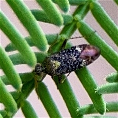 Miridae (family) at Holder, ACT - 1 Nov 2025 by Hejor1