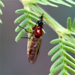Bibionidae (family) (Bibionid fly) at Holder, ACT - 1 Nov 2025 by Hejor1