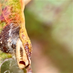 Blattidae sp. (family) (Unidentified blattid cockroach) at Holder, ACT - 1 Nov 2025 by Hejor1