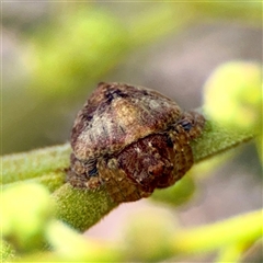 Dolophones sp. (genus) (Wrap-around spider) at Holder, ACT - 1 Nov 2025 by Hejor1