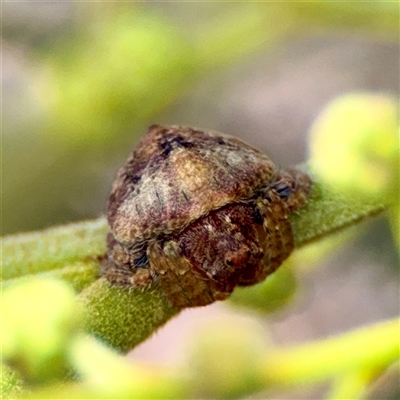 Dolophones sp. (genus) (Wrap-around spider) at Holder, ACT - 1 Nov 2025 by Hejor1