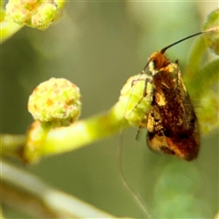 Nemophora laurella (A Fairy Moth) at Holder, ACT - 1 Nov 2025 by Hejor1