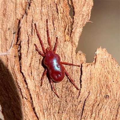 Rainbowia sp. (genus) (A mite) at Holder, ACT - 1 Nov 2025 by Hejor1