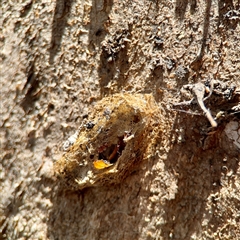 Lepidoptera unclassified IMMATURE (caterpillar or pupa or cocoon) at Holder, ACT - 1 Nov 2025 by Hejor1