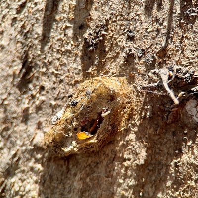 Lepidoptera unclassified IMMATURE (caterpillar or pupa or cocoon) at Holder, ACT - 1 Nov 2025 by Hejor1
