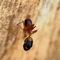 Camponotus consobrinus (Banded sugar ant) at Holder, ACT - 1 Nov 2025 by Hejor1