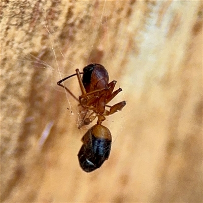 Camponotus consobrinus (Banded sugar ant) at Holder, ACT - 1 Nov 2025 by Hejor1