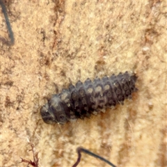 Rhyzobius lophanthae at Holder, ACT - 1 Nov 2025 by Hejor1