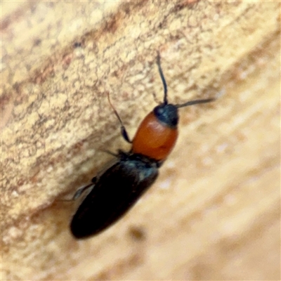 Elateridae (family) at Holder, ACT - 1 Nov 2025 by Hejor1