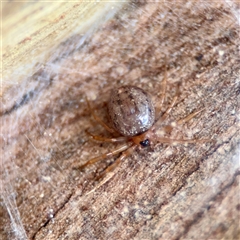 Euryopis umbilicata at Holder, ACT - 1 Nov 2025 by Hejor1