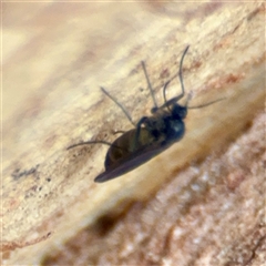 Sciaridae sp. (family) (Black fungus gnat) at Holder, ACT - 1 Nov 2025 by Hejor1