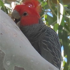 Callocephalon fimbriatum (Gang-gang Cockatoo) at Griffith, ACT - 1 Nov 2025 by RobParnell