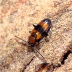 Arsipoda sp. (genus) (A flea beetle) at Holder, ACT - 1 Nov 2025 by Hejor1