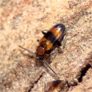 Arsipoda sp. (genus) at Holder, ACT - Today by Hejor1