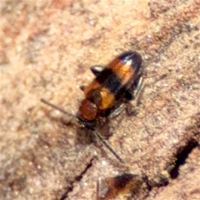 Arsipoda sp. (genus) (A flea beetle) at Holder, ACT - 1 Nov 2025 by Hejor1