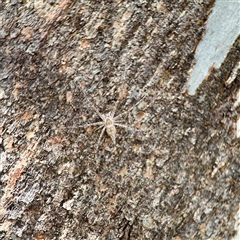 Tamopsis sp. (genus) (Two-tailed spider) at Holder, ACT - 1 Nov 2025 by Hejor1