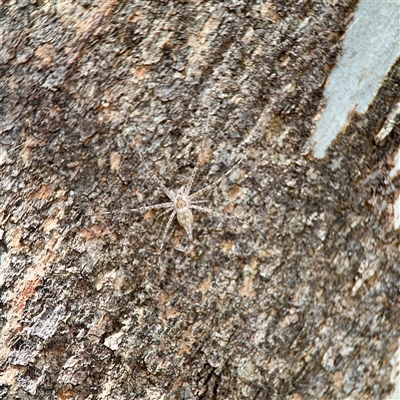 Tamopsis sp. (genus) (Two-tailed spider) at Holder, ACT - 1 Nov 2025 by Hejor1