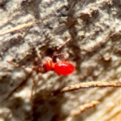 Acari (informal subclass) at Holder, ACT - 1 Nov 2025 by Hejor1