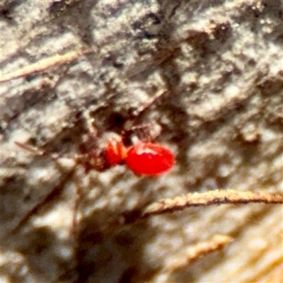 Acari (informal subclass) at Holder, ACT - 1 Nov 2025 by Hejor1