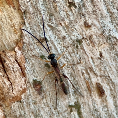 Ichneumonidae (family) at Holder, ACT - 1 Nov 2025 by Hejor1
