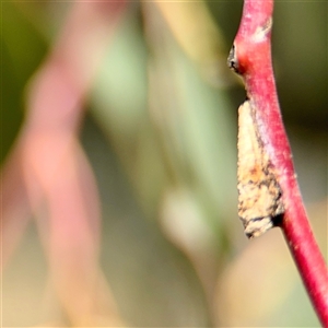 Machaerotinae sp. (subfamily) (Tube Spittlebug) at Holder, ACT - 1 Nov 2025 by Hejor1