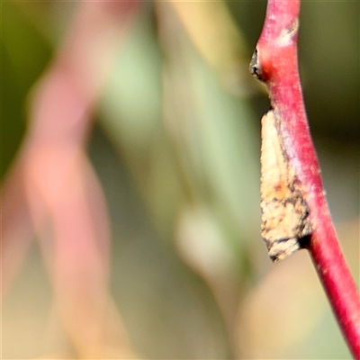 Machaerotinae sp. (subfamily) (Tube Spittlebug) at Holder, ACT - 1 Nov 2025 by Hejor1