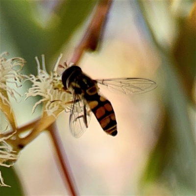 Simosyrphus grandicornis (Common hover fly) at Holder, ACT - 1 Nov 2025 by Hejor1