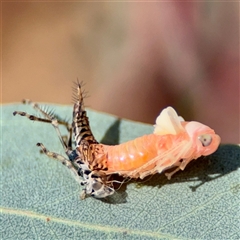 Fulgoroidea (superfamily) (Unidentified fulgoroid planthopper) at Holder, ACT - 1 Nov 2025 by Hejor1