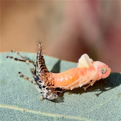 Fulgoroidea (superfamily) (Unidentified fulgoroid planthopper) at Holder, ACT - 1 Nov 2025 by Hejor1
