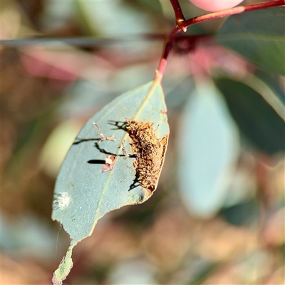 Hypertrophidae (family) (Unidentified Twig Moth) at Holder, ACT - 1 Nov 2025 by Hejor1