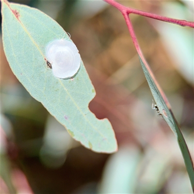 Aphalaridae (family) (A jumping plant lice) at Holder, ACT - 1 Nov 2025 by Hejor1