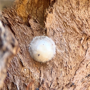 Araneae (order) at Holder, ACT - 1 Nov 2025 by Hejor1