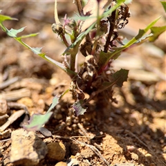 Sonchus oleraceus (Annual Sowthistle) at Holder, ACT - 1 Nov 2025 by Hejor1