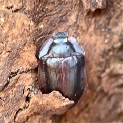 Heleini (tribe) at Holder, ACT - 1 Nov 2025 by Hejor1