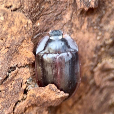 Heleini (tribe) at Holder, ACT - 1 Nov 2025 by Hejor1