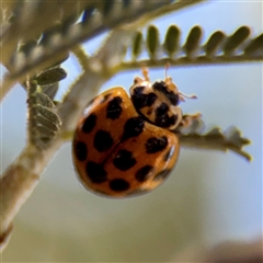 Harmonia conformis (Common Spotted Ladybird) at Holder, ACT - 1 Nov 2025 by Hejor1