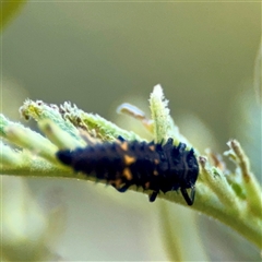 Harmonia conformis (Common Spotted Ladybird) at Holder, ACT - 1 Nov 2025 by Hejor1