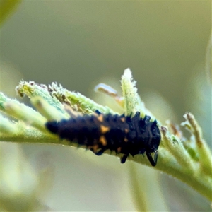 Coccinellidae (family) at Holder, ACT - Today by Hejor1