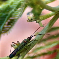Austromiris viridissimus (Austromiris viridissimus) at Holder, ACT - 1 Nov 2025 by Hejor1