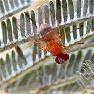 Dichaetomyia sp. (genus) at Holder, ACT - 1 Nov 2025 by Hejor1