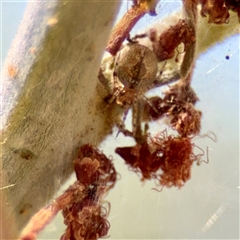 Cryptachaea veruculata at Holder, ACT - 1 Nov 2025 by Hejor1