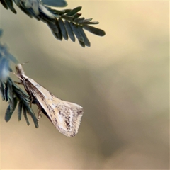 Thema macroscia (A Concealer moth (Chezala group) at Holder, ACT - 1 Nov 2025 by Hejor1