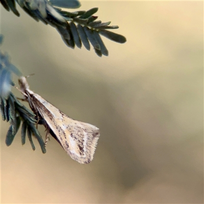 Thema macroscia (A Concealer moth (Chezala group) at Holder, ACT - 1 Nov 2025 by Hejor1