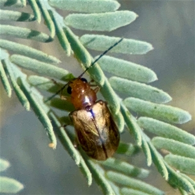 Monolepta sp. (genus) (Leaf beetle) at Holder, ACT - 1 Nov 2025 by Hejor1