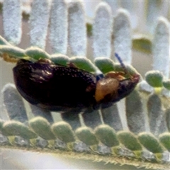 Chrysomelidae sp. (family) at Holder, ACT - 1 Nov 2025 by Hejor1