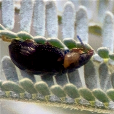 Chrysomelidae sp. (family) at Holder, ACT - 1 Nov 2025 by Hejor1