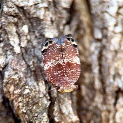 Platybrachys decemmacula (Green-faced gum hopper) at Holder, ACT - 1 Nov 2025 by Hejor1