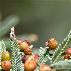 Austroacacidiplosis botrycephalae (A Gall Midge) at Holder, ACT - 1 Nov 2025 by Hejor1